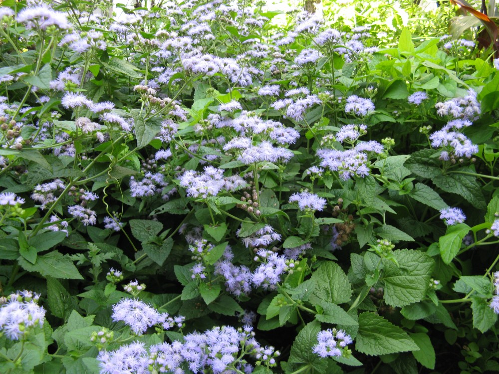 mistflower3